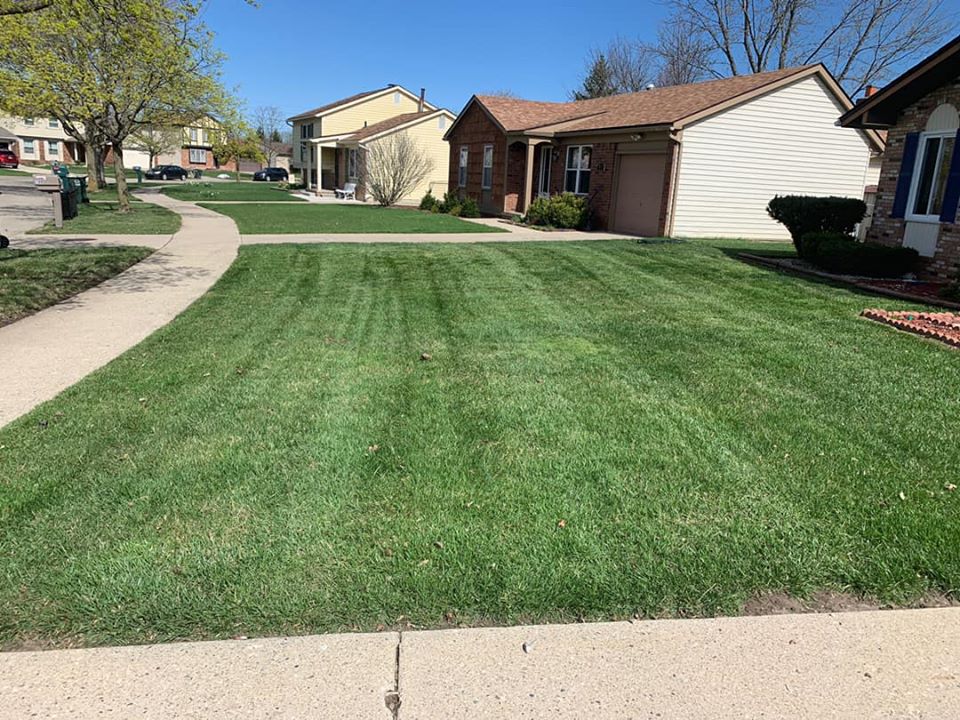 Grass and Yard Maintenance